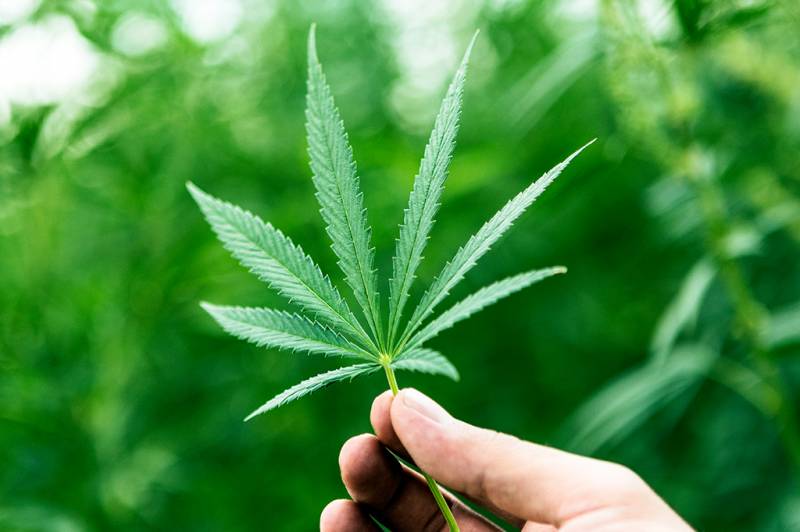 LegalizaÃ§Ã£o do plantio da cannabis e do cÃ¢nhamo para fins medicinais e industriais aguarda definiÃ§Ã£o