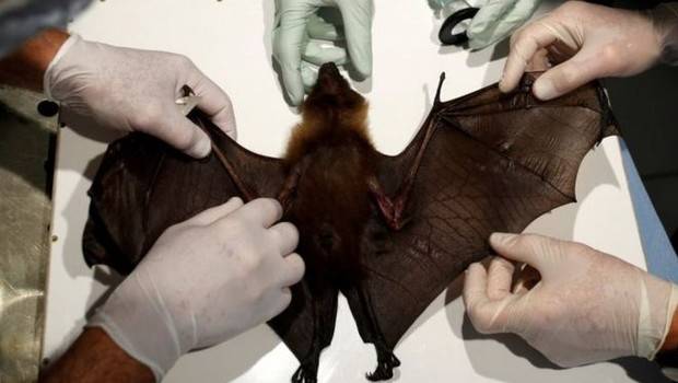 Fiocruz estuda morcegos e outros animais e busca impedir nova pandemia 