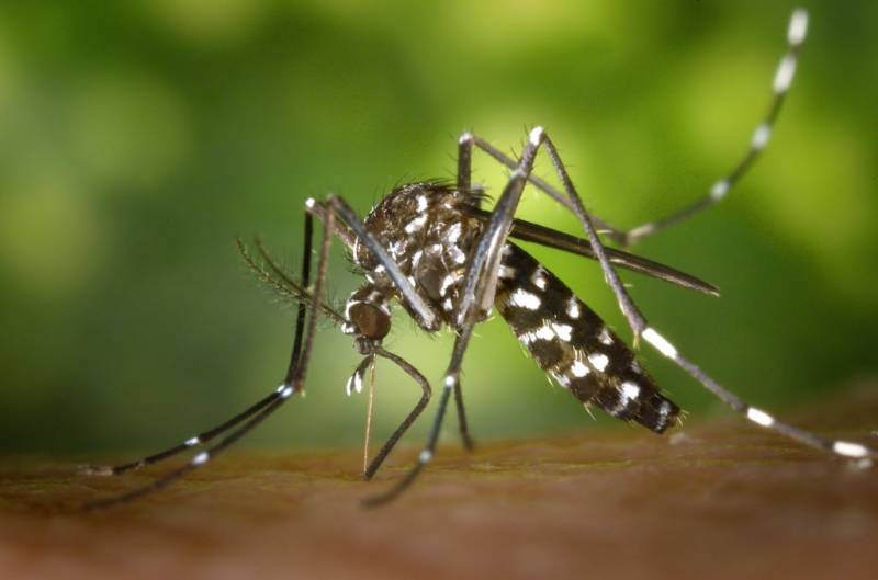 Dengue: MT registra mais de 100 casos todos os dias