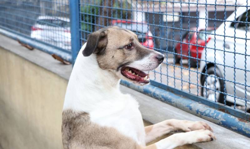  CÃ£es e gatos podem ter vÃ­rus da covid-19, mas nÃ£o transmitem a doenÃ§a