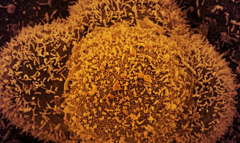 Fiocruz confirma casos da linhagem BA.2 da variante Ãmicron