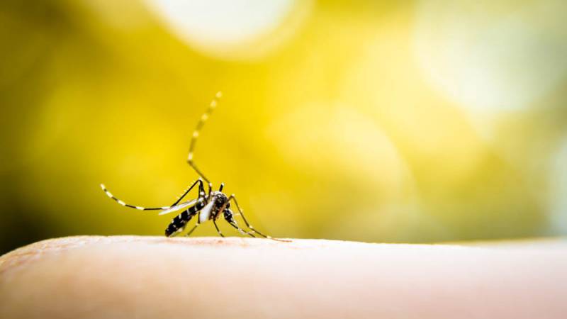 EM UM ANO, INCIDÃNCIA DA DENGUE NO PAÃS AUMENTA 600%