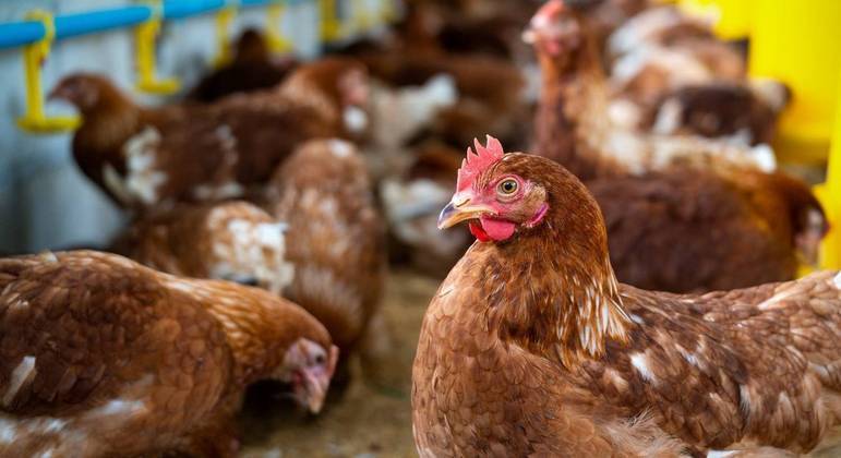 Atual surto de gripe aviÃ¡ria H5N1 acende alerta na comunidade cientÃ­fica