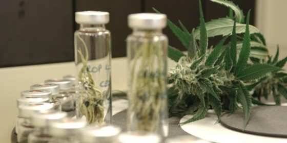 AL promulga lei e obriga o Estado a fornecer medicamentos Ã  base de canabidiol no SUS