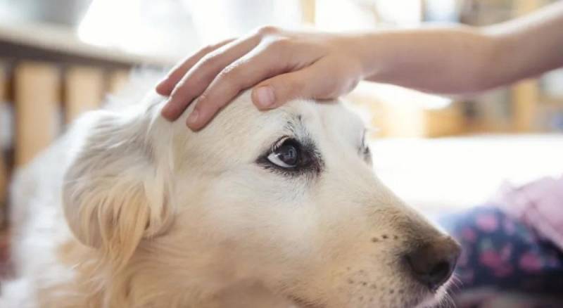 Lei libera terapia com cÃ£es na rede pÃºblica de saÃºde