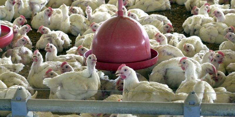 MinistÃ©rio suspende feiras de aves para evitar gripe aviÃ¡ria no paÃ­s