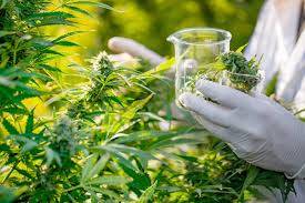  JAMA publica atualizaÃ§Ã£o sobre uso medicinal da maconha