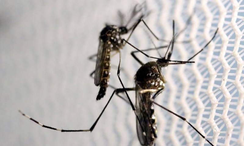 SaÃºde lanÃ§a campanha apÃ³s aumento da dengue, Zika e chikungunya