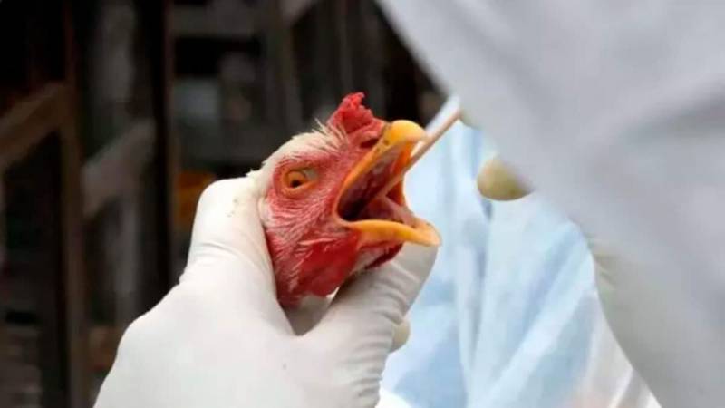 Ministro da Agricultura declara emergÃªncia zoossanitÃ¡ria devido Ã  Influenza AviÃ¡ria no Brasil