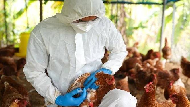 Secretaria de SaÃºde faz alerta de prevenÃ§Ã£o contra gripe aviÃ¡ria em MT