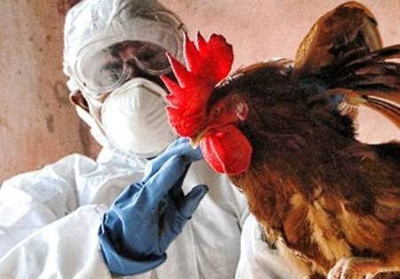  Surto de gripe aviÃ¡ria faz governo chinÃªs abater quase 18 mil animais