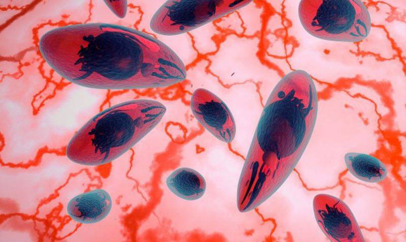 ARTIGO - SUS vai oferecer exame de toxoplasmose congÃªnita para bebÃªs